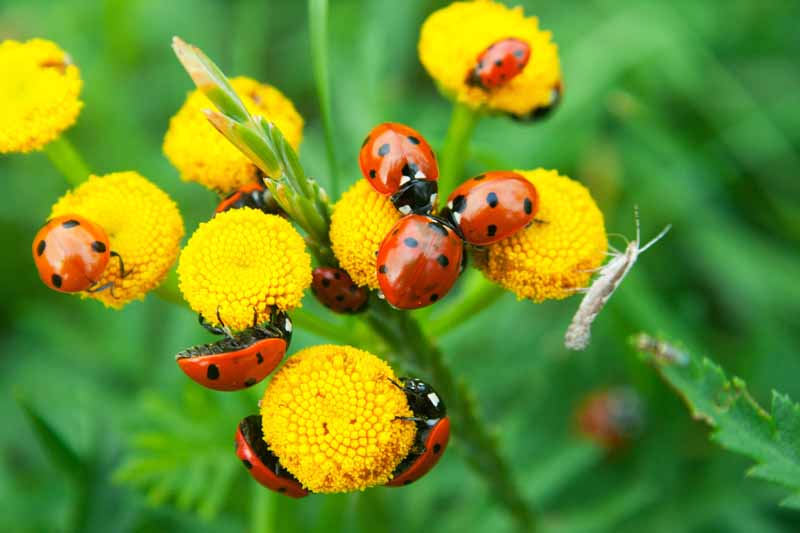 Các loại động vật và côn trùng có thể giúp khu vườn nhà bạn tốt tươi rực rỡ - Ảnh 3.