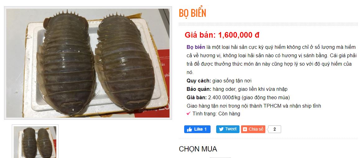 Việt Nam có loại hải sản mệnh danh &quot;xe tăng lội nước&quot; giá bán 2,1 triệu/kg &quot;đắt xắt miếng&quot; tới cả nhà giàu có tiền chưa chắc đã mua được - Ảnh 3.