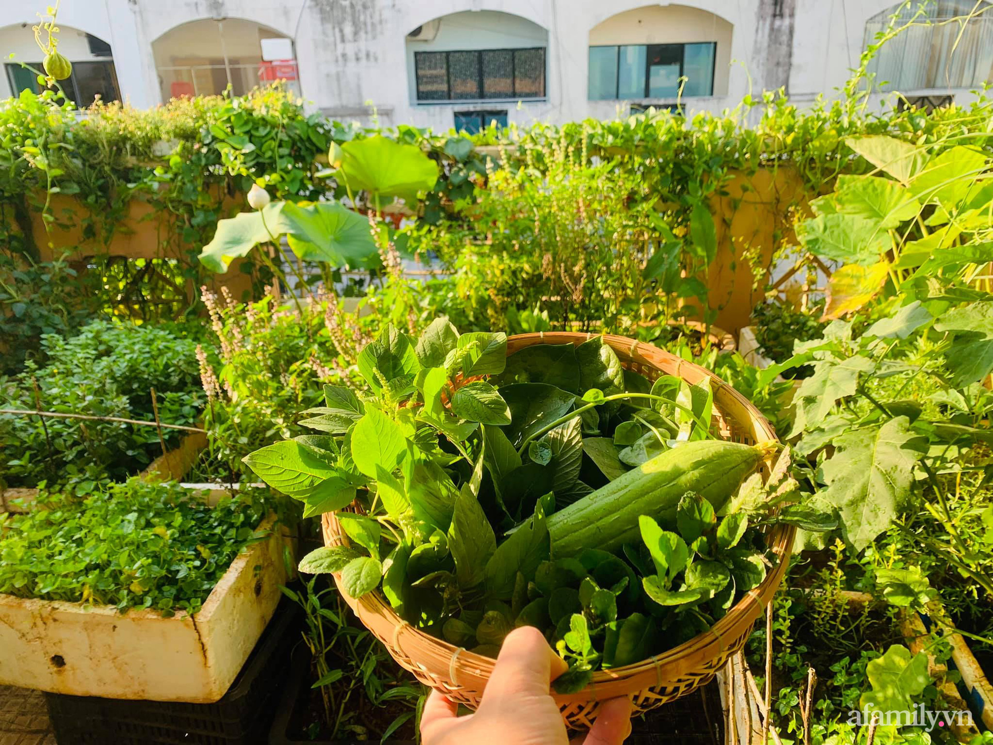 Sân thượng 20m2 xanh mướt có đủ rau, hoa, góc thưởng trà thư giãn ở Sài Gòn - Ảnh 10.