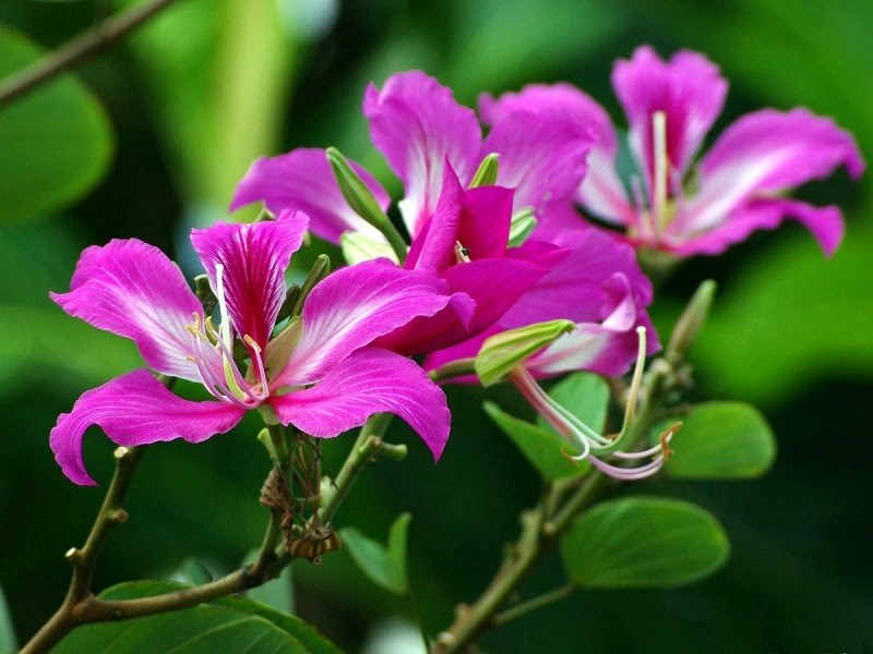10 loài hoa và cây cảnh có hại khi bạn để trong phòng ngủ - Ảnh 9.