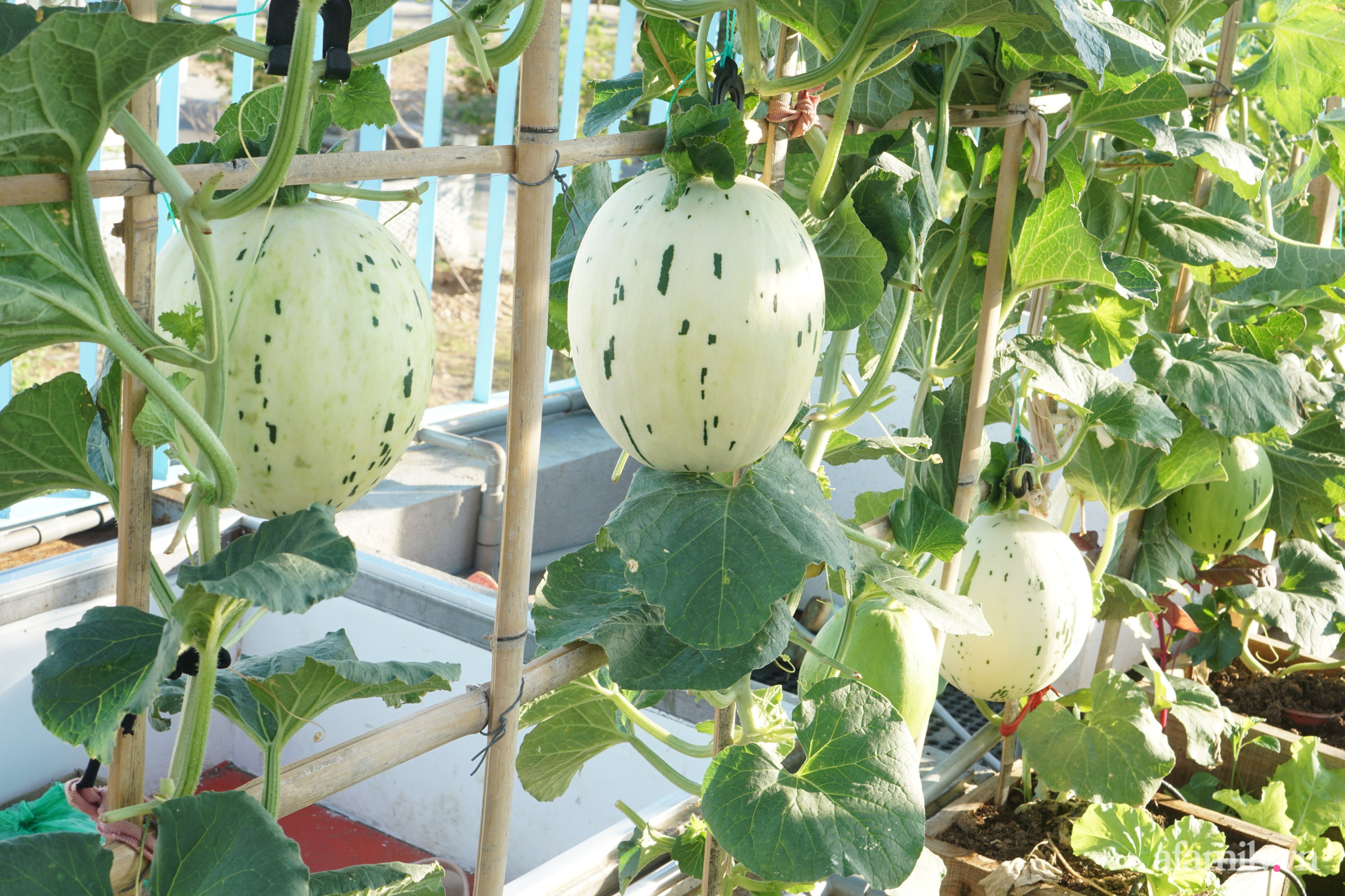 “Nông trại” rau quả sạch trên sân thượng 100m2 của mẹ đảm ở Đà Nẵng - Ảnh 28.