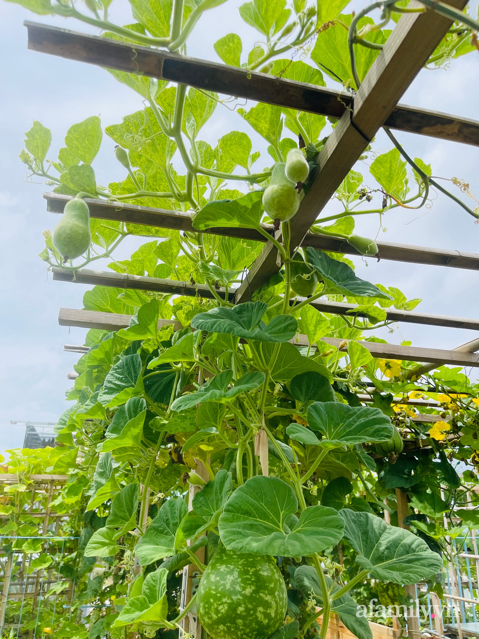 “Nông trại” rau quả sạch trên sân thượng 100m2 của mẹ đảm ở Đà Nẵng - Ảnh 7.