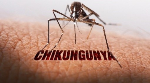 Đột phá trong nghiên cứu vaccine ngừa bệnh chikungunya - Ảnh 1.