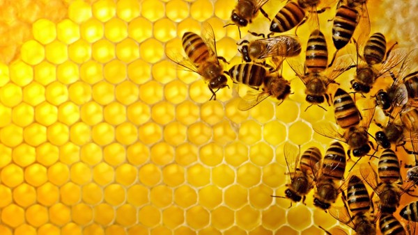 Ai cũng biết mật ong vô cùng lợi hại cho sức khỏe nhưng khám phá đến &quot;thứ quà&quot; này được ong dành tặng, nhiều người vẫn không khỏi kinh ngạc - Ảnh 10.