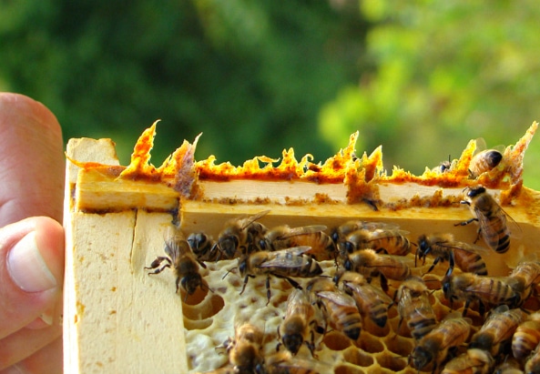Ai cũng biết mật ong vô cùng lợi hại cho sức khỏe nhưng khám phá đến &quot;thứ quà&quot; này được ong dành tặng, nhiều người vẫn không khỏi kinh ngạc - Ảnh 12.