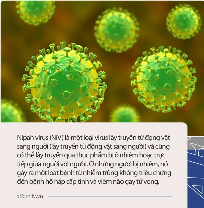 Cậu bé 12 tuổi tử vong vì virus Nipah, Ấn Độ 