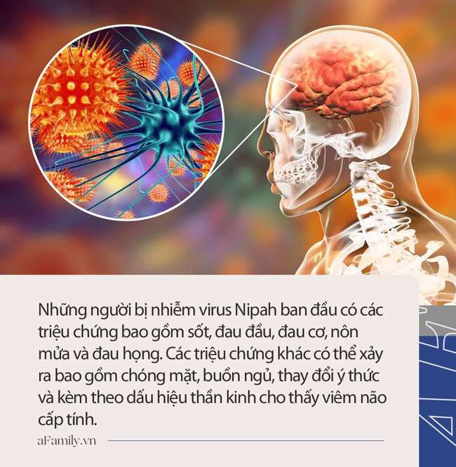 Cậu bé 12 tuổi tử vong vì virus Nipah, Ấn Độ &quot;chạy đua&quot; để ngăn chặn bùng phát của loại có khả năng gây chết người cao hơn cả SARS-CoV-2 - Ảnh 4.