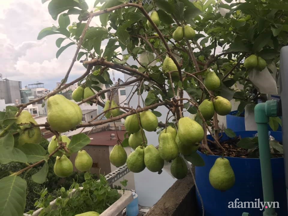 Mẹ đảm Sài Gòn mát tay trồng ổi, cây nhỏ mà trái sai trĩu trịt tới gãy đôi cành - Ảnh 3.