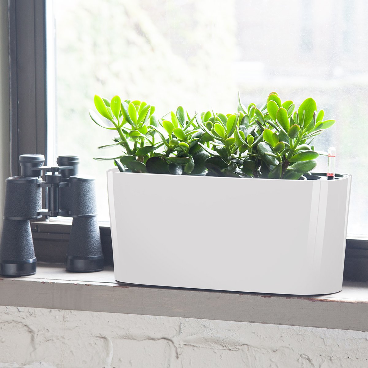 jade-plant-windowsill-white-16310684823811882115493.jpg