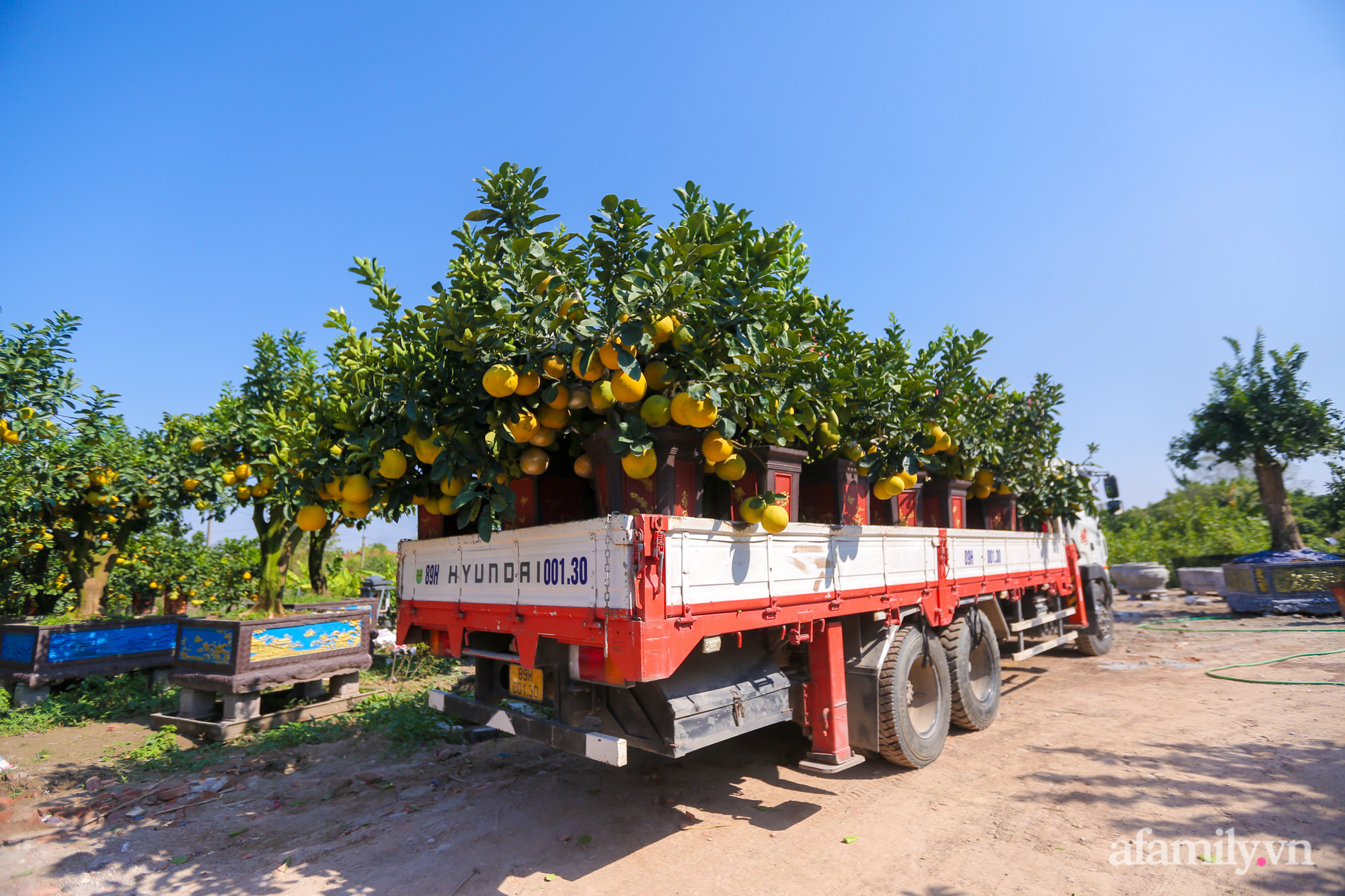 Vườn bưởi cổ thụ tiền tỉ chờ ngày ra thị trường Tết - Ảnh 10. Vườn bưởi cổ thụ tiền tỉ chờ ngày ra thị trường Tết - Ảnh 10.