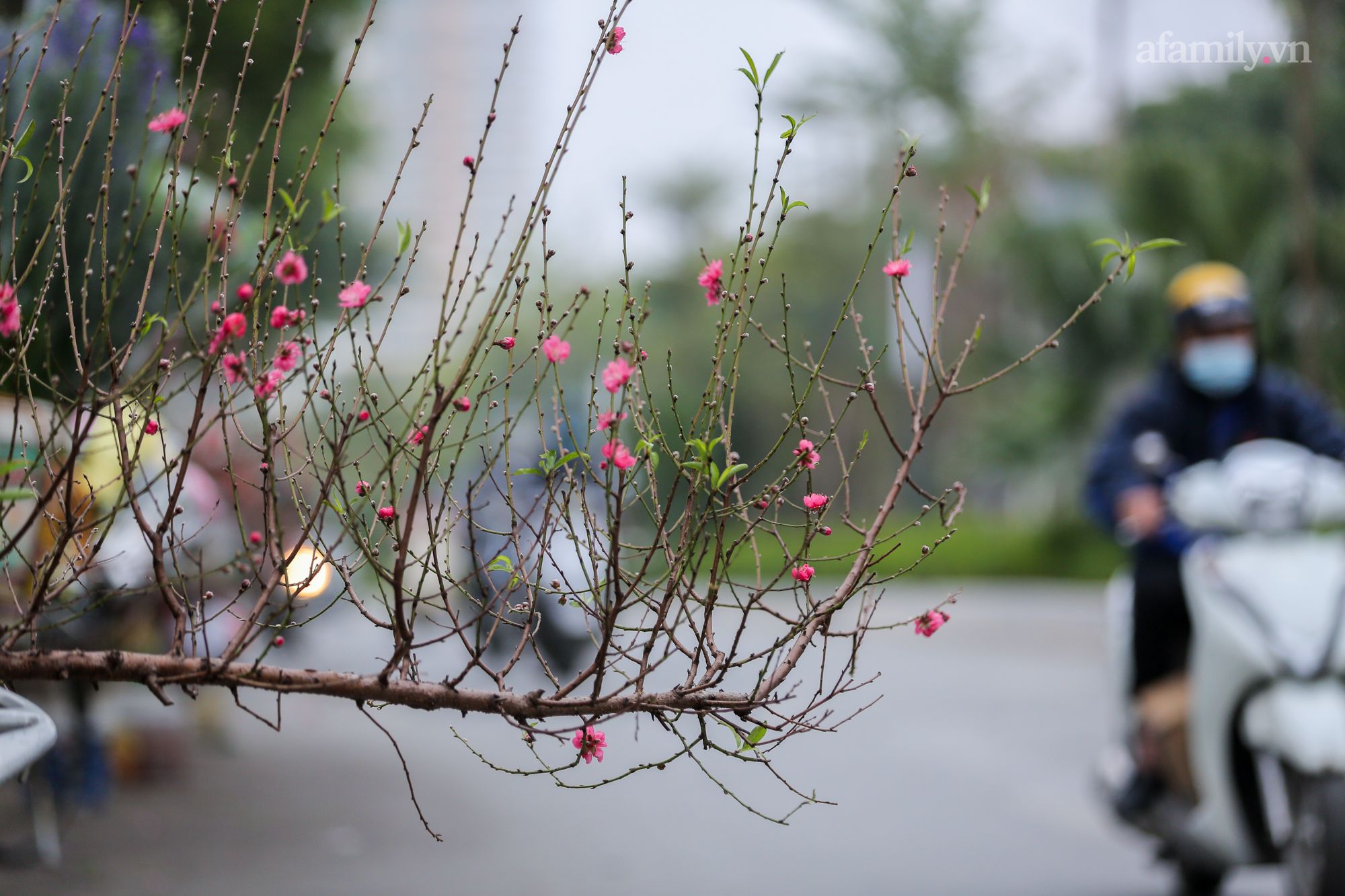 Đào xuống phố đúng thời điểm, tiểu thương vẫn méo mặt vì ít người hỏi mua - Ảnh 4.