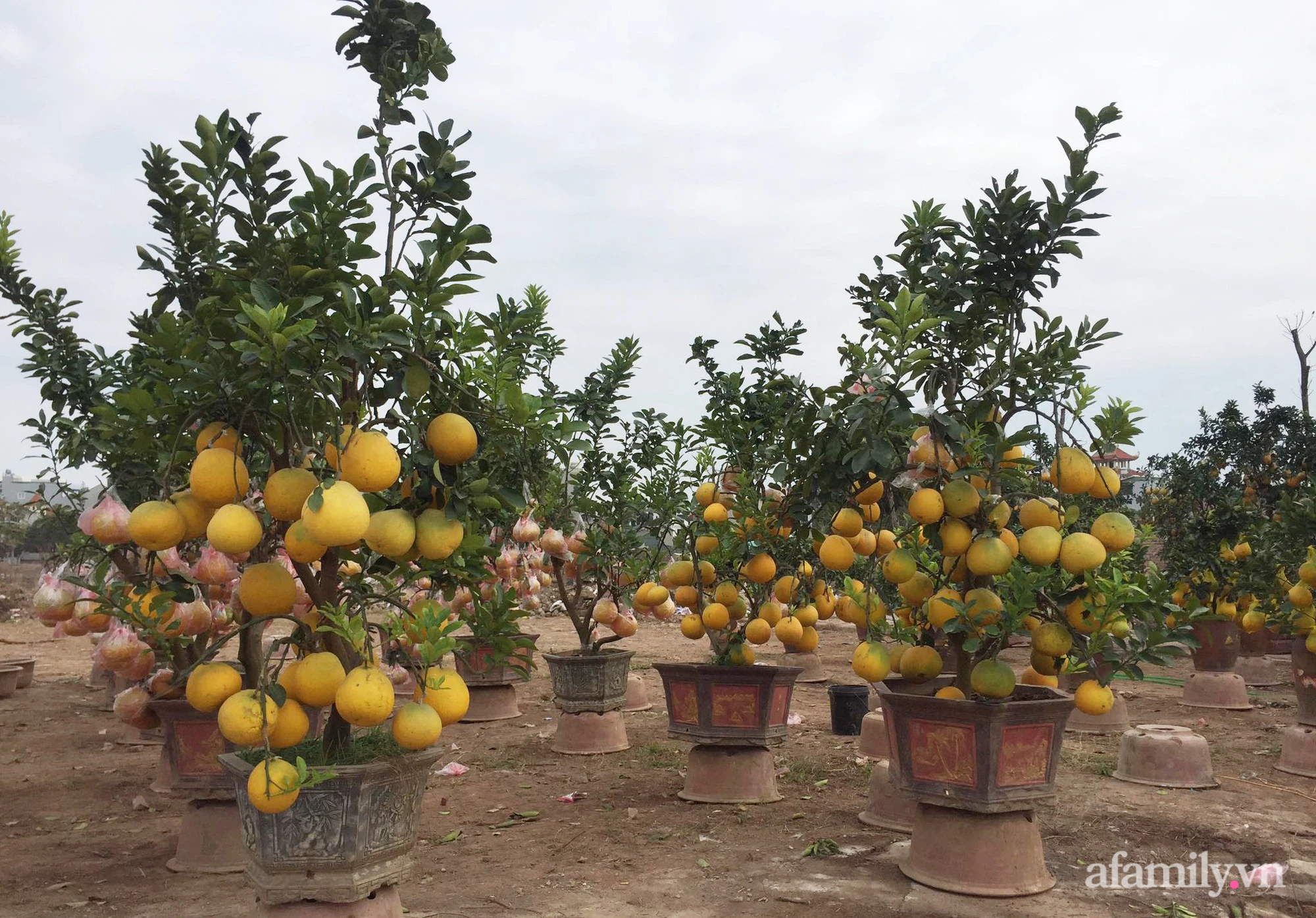 Chợ hoa Tết Nhâm Dần 2022: chủng loại phong phú nhưng ảm đạm do tình hình dịch Covid-19 - Ảnh 1.