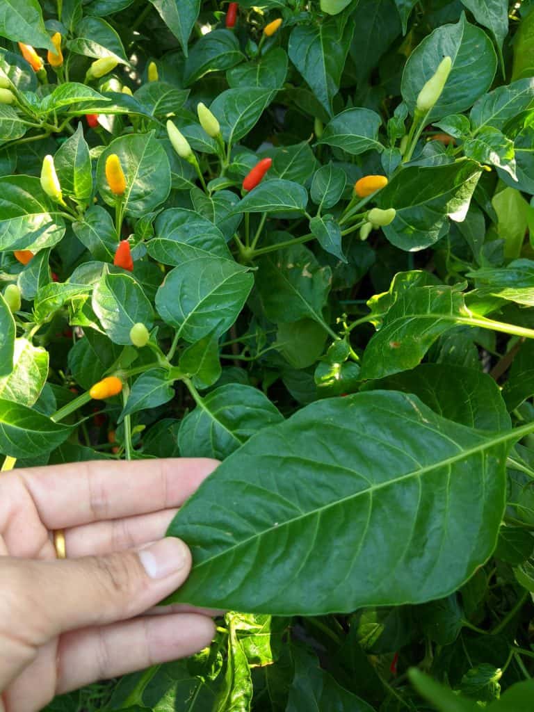 Sự thật lá ớt chữa đột quỵ