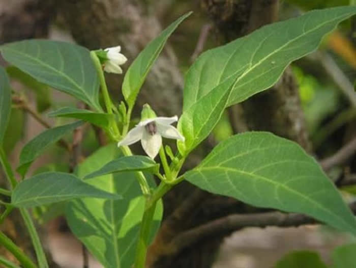 Loại l&aacute; vườn nh&agrave; n&agrave;o cũng c&oacute; c&ograve;n bổ hơn cả nh&acirc;n s&acirc;m, thường được d&ugrave;ng nấu canh, nhiều người tin cứu sống h&agrave;ng triệu bệnh nh&acirc;n đột quỵ - Ảnh 6.