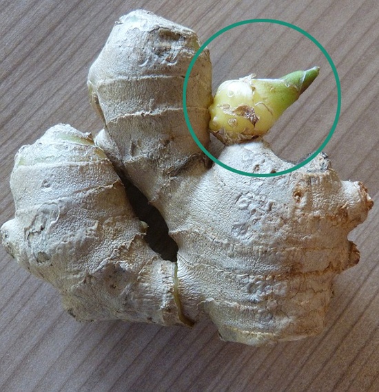 Sprouted ginger is fresh ginger