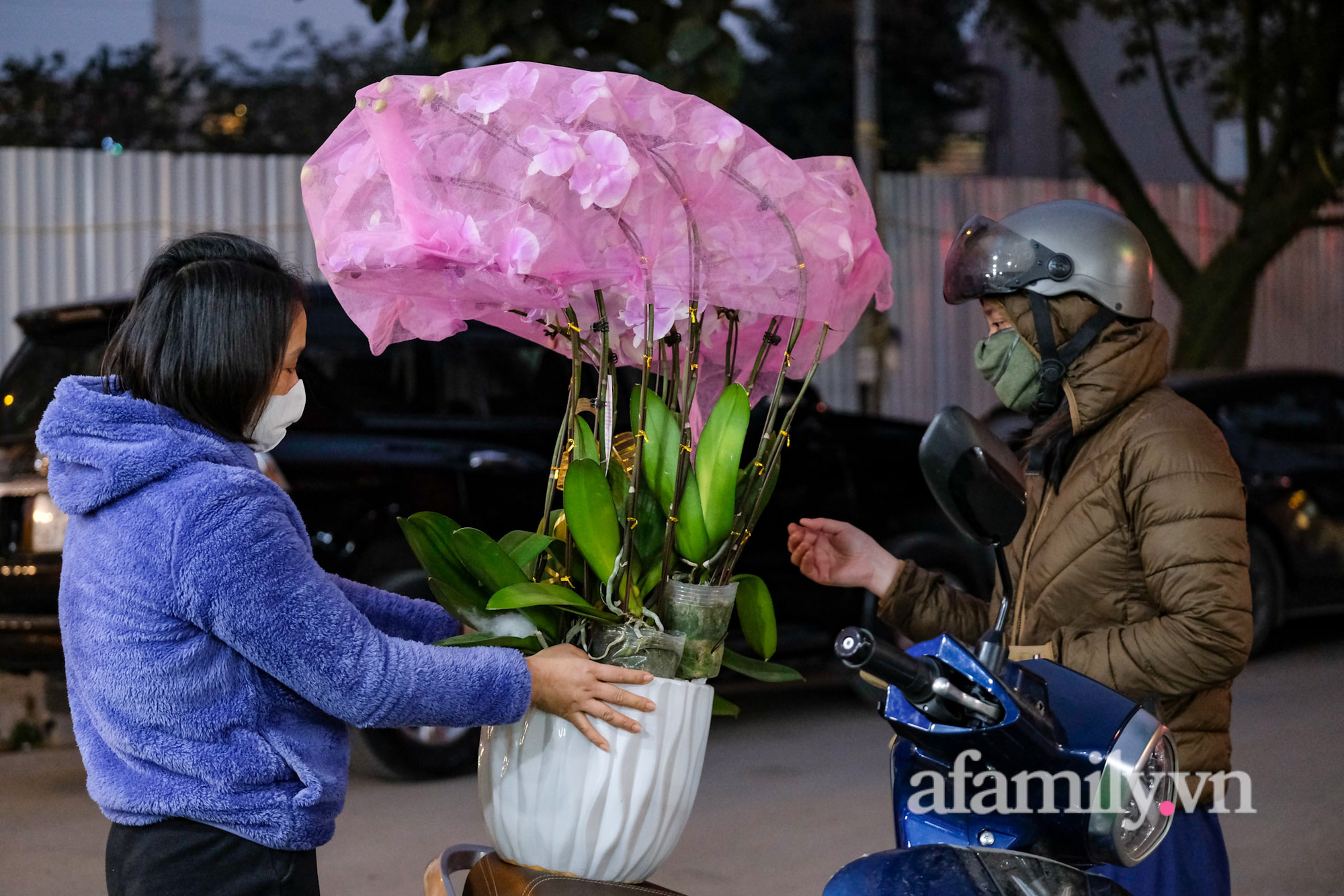 Lan hồ điệp vừa xuống phố đón Tết đã bắt đầu cháy hàng, chậu từ 5 - 20 triệu đồng đắt khách - Ảnh 11.