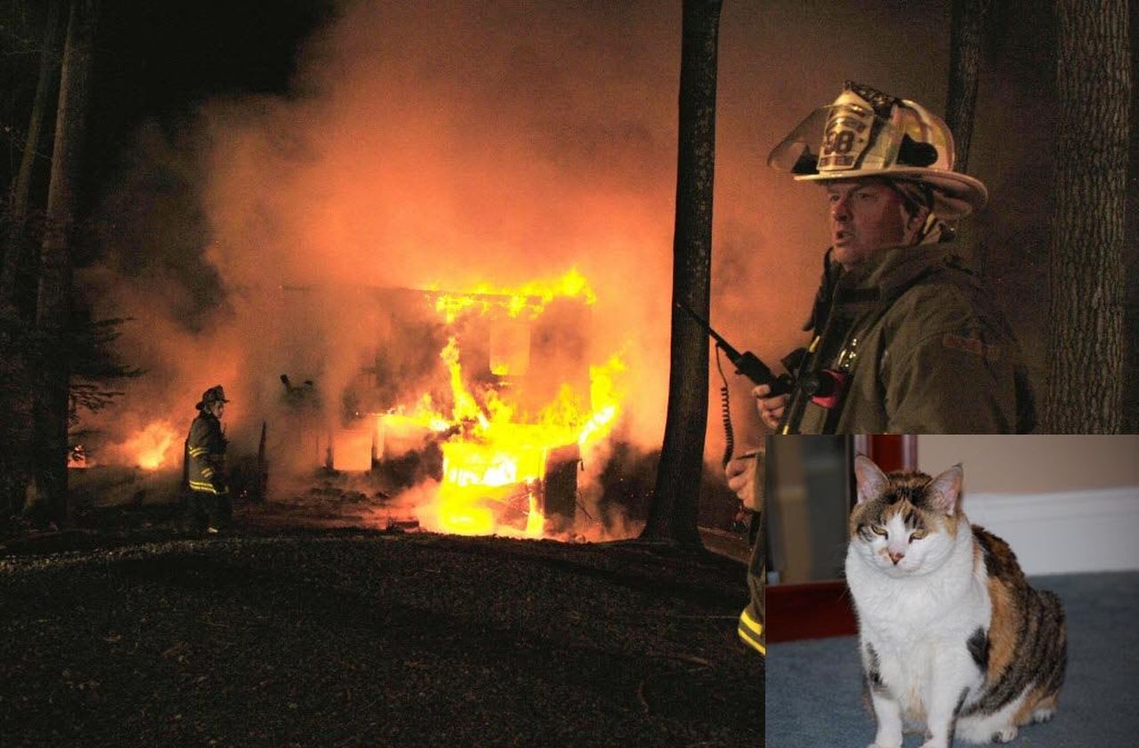 Những con mèo biết... đốt nhà: Thống kê giật mình từ Hàn Quốc khiến người nuôi mèo hoảng sợ - Ảnh 1.