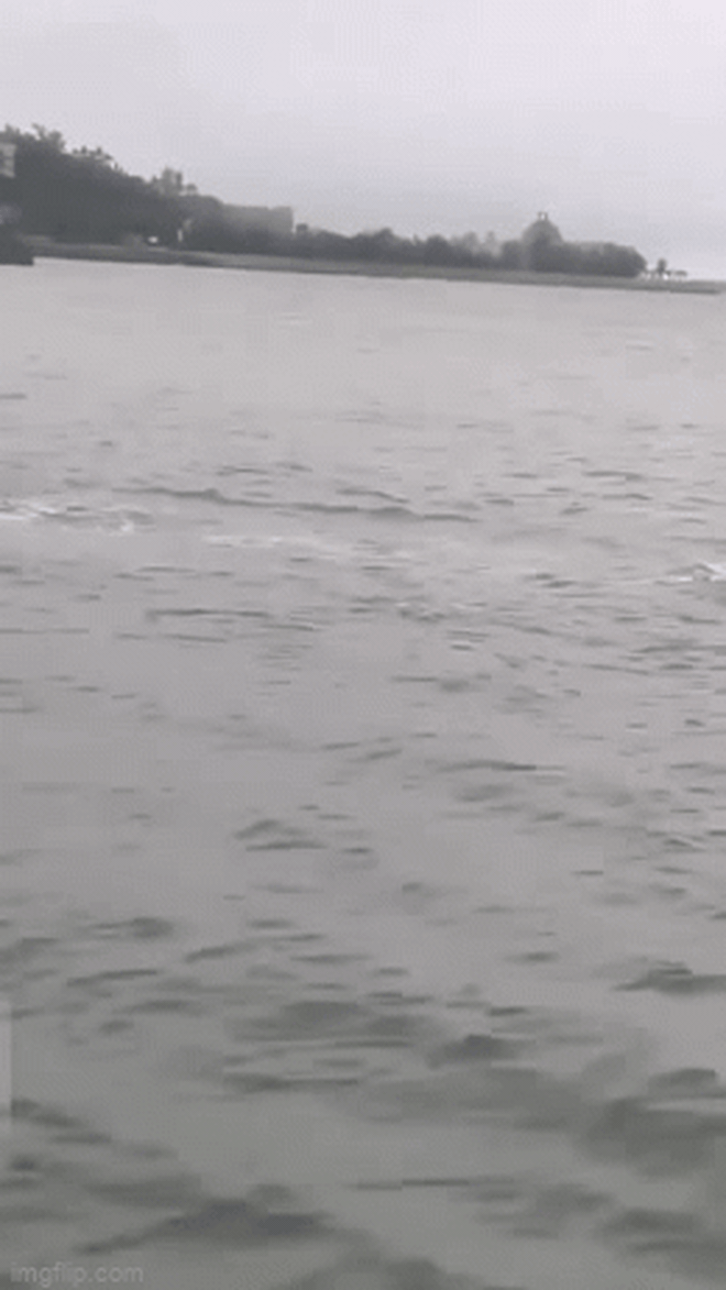 HOT: Cá heo hồng bất ngờ xuất hiện ở vùng biển Việt Nam, hiếm đến thế nào mà ngư dân thích thú hét to? - Ảnh 2.