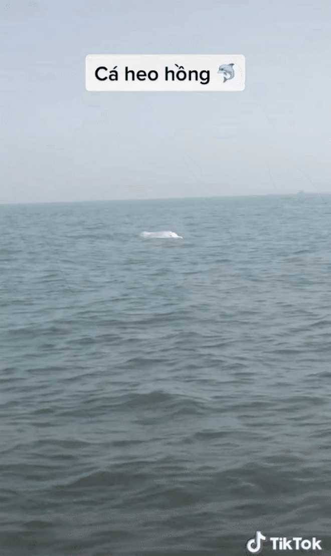 HOT: Cá heo hồng bất ngờ xuất hiện ở vùng biển Việt Nam, hiếm đến thế nào mà ngư dân thích thú hét to? - Ảnh 5.