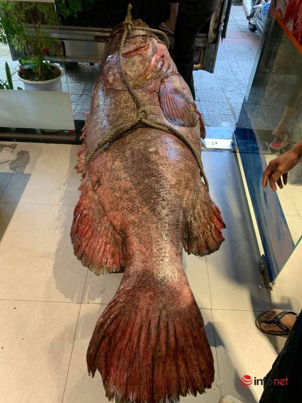 Đà Nẵng: Bắt được cá mú khổng lồ nặng gần 200kg, dài hơn 2m - Ảnh 3.