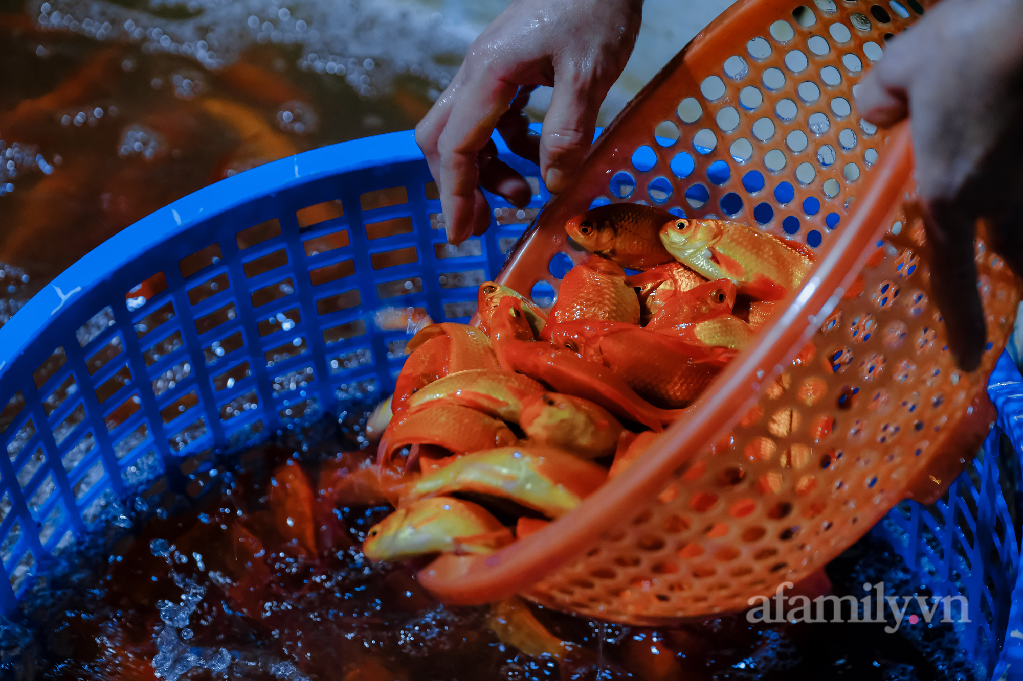 Ngày ông Công, ông Táo Cá chép tăng giá gấp đôi so với năm trước, tiểu thương vẫn lo không dám “ôm” nhiều - Ảnh 7.