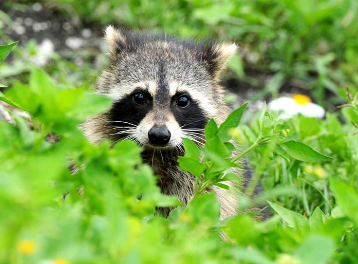Tuyển tập danh hài thế giới động vật (P2): Gấu mèo Raccoon - Mặt dễ thương nhưng nguy hiểm top 1, nết &quot;côn đồ&quot; đến hổ báo cũng tránh xa! - Ảnh 4.