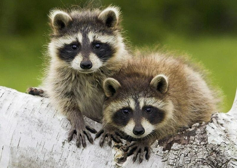 Tuyển tập danh hài thế giới động vật (P2): Gấu mèo Raccoon - Mặt dễ thương nhưng nguy hiểm top 1, nết &quot;côn đồ&quot; đến hổ báo cũng tránh xa! - Ảnh 7.
