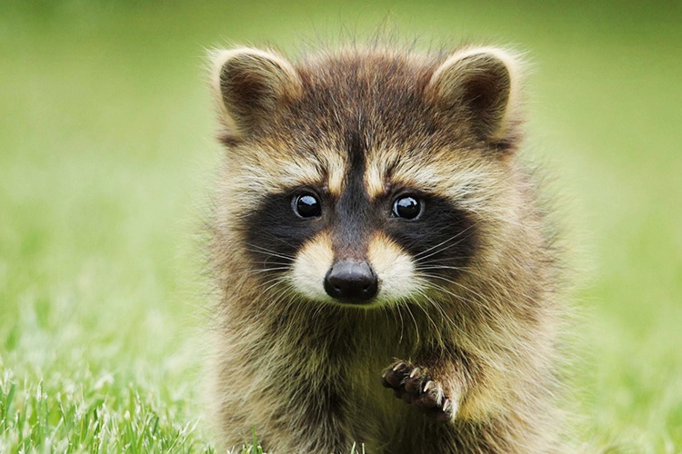 Tuyển tập danh hài thế giới động vật (P2): Gấu mèo Raccoon - Mặt dễ thương nhưng nguy hiểm top 1, nết &quot;côn đồ&quot; đến hổ báo cũng tránh xa! - Ảnh 1.