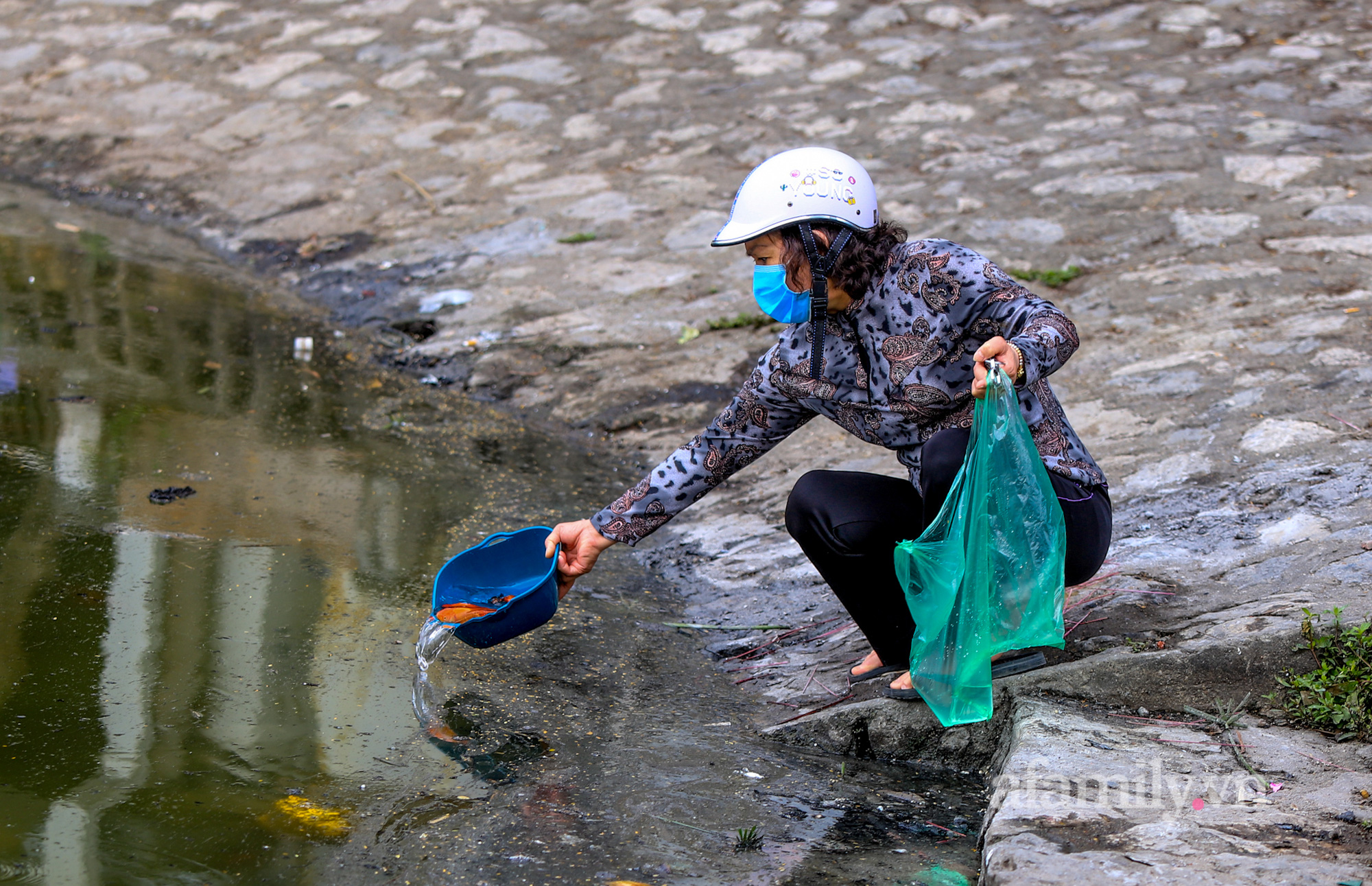 Người Hà Nội tranh thủ đi thả cá chép sớm vì sợ &quot;quá giờ đẹp&quot; để tiễn ông Công ông Táo về trời, cá vừa xuống nước đã ngửa bụng vì thả cùng tro vàng mã - Ảnh 3.