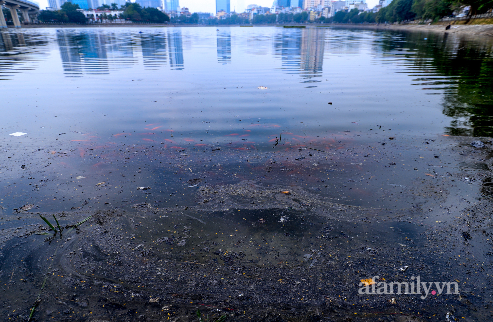 Người Hà Nội tranh thủ đi thả cá chép sớm vì sợ &quot;quá giờ đẹp&quot; để tiễn ông Công ông Táo về trời, cá vừa xuống nước đã ngửa bụng vì thả cùng tro vàng mã - Ảnh 4.