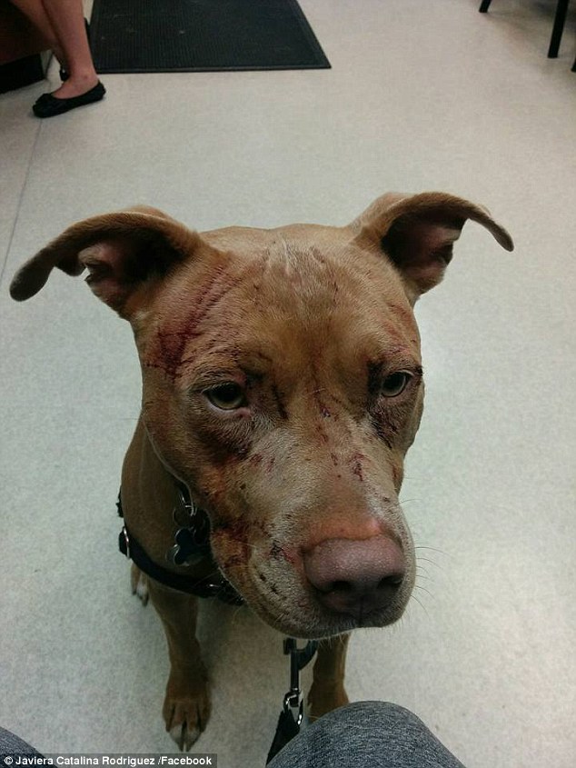 Mèo du côn 1 mình cào nát mặt 7 chú Pitbull, đánh luôn cả chủ đàn chó khiến cô phải nhập viện - Ảnh 1.