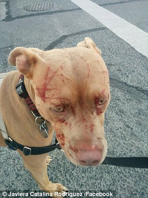 Mèo du côn 1 mình cào nát mặt 7 chú Pitbull, đánh luôn cả chủ đàn chó khiến cô phải nhập viện - Ảnh 2.