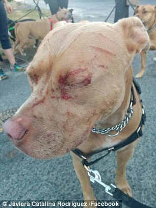Mèo du côn 1 mình cào nát mặt 7 chú Pitbull, đánh luôn cả chủ đàn chó khiến cô phải nhập viện - Ảnh 3.