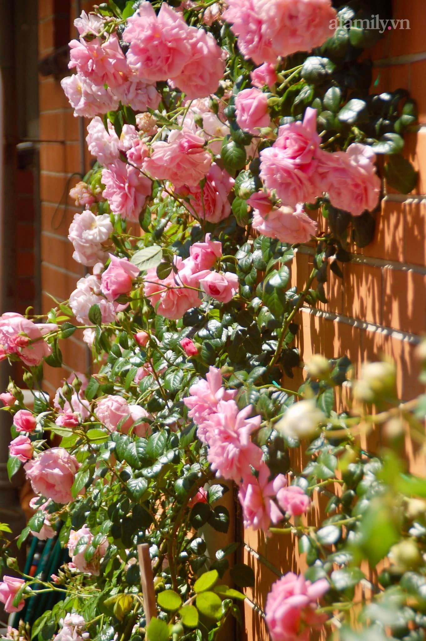 Đầu năm mải mê ngắm khu vườn hoa hồng đẹp &quot;ngất ngây&quot; như tiên cảnh của mẹ Việt ở Úc - Ảnh 22.