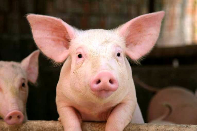 Bộ phận bổ nhất của con lợn, giàu collagen lại tốt cho sinh lý