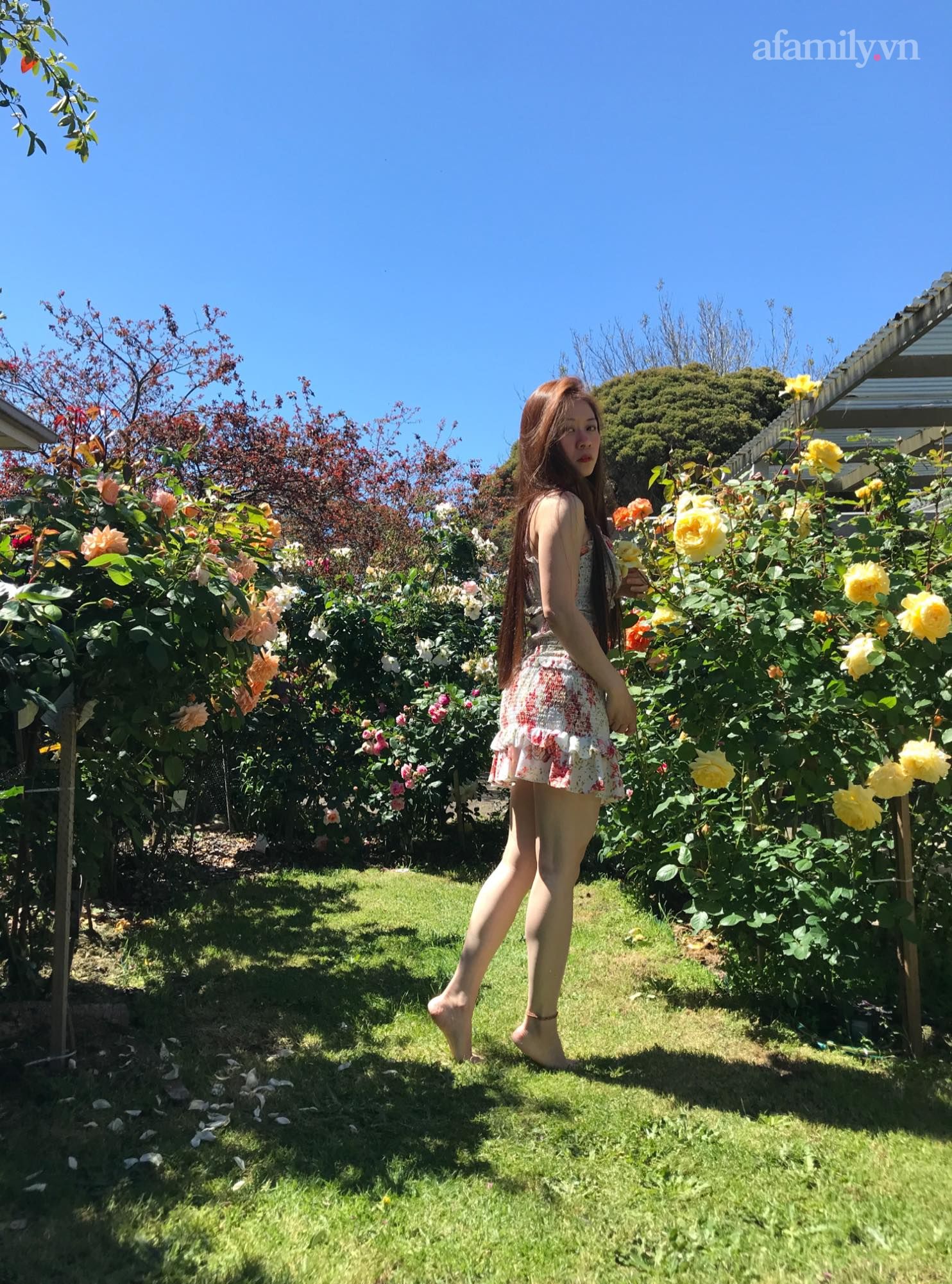 Đầu năm mải mê ngắm khu vườn hoa hồng đẹp &quot;ngất ngây&quot; như tiên cảnh của mẹ Việt ở Úc - Ảnh 24.