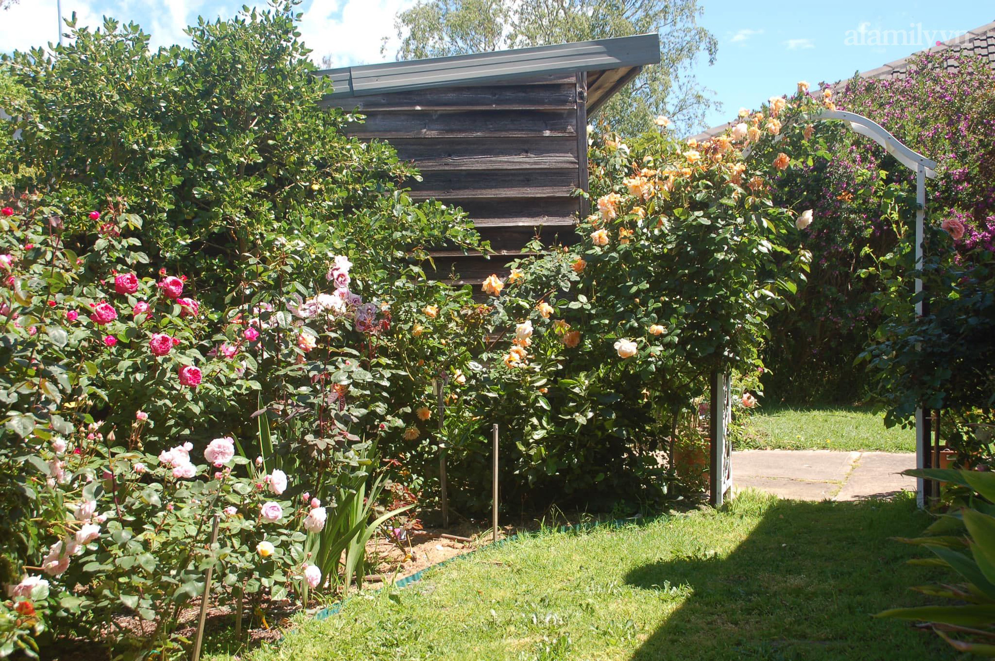 Đầu năm mải mê ngắm khu vườn hoa hồng đẹp &quot;ngất ngây&quot; như tiên cảnh của mẹ Việt ở Úc - Ảnh 6.