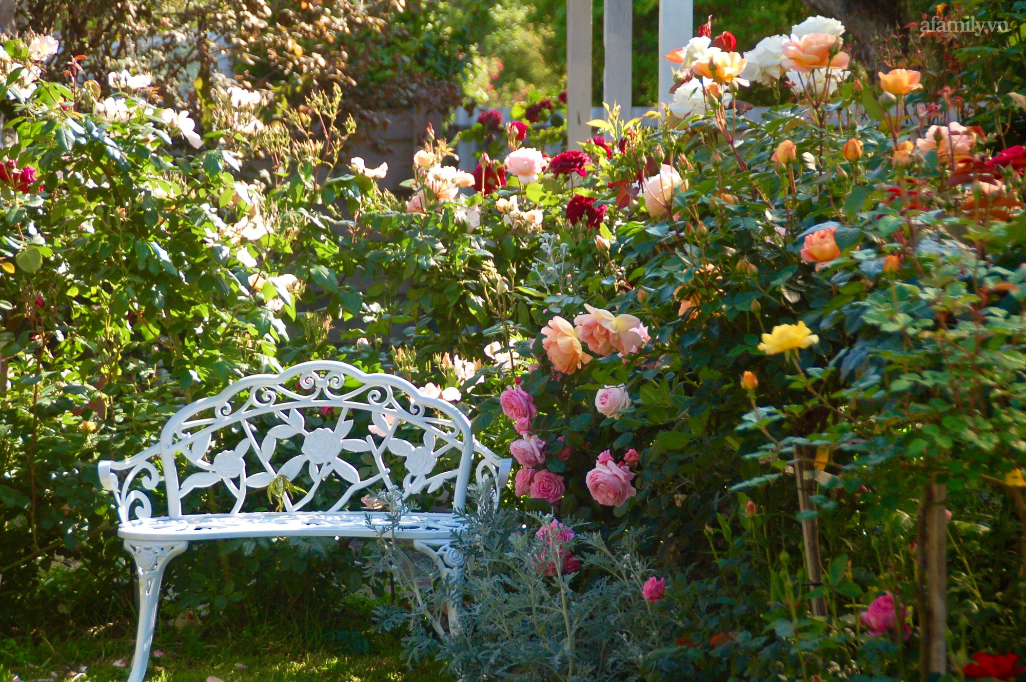Đầu năm mải mê ngắm khu vườn hoa hồng đẹp &quot;ngất ngây&quot; như tiên cảnh của mẹ Việt ở Úc - Ảnh 4.