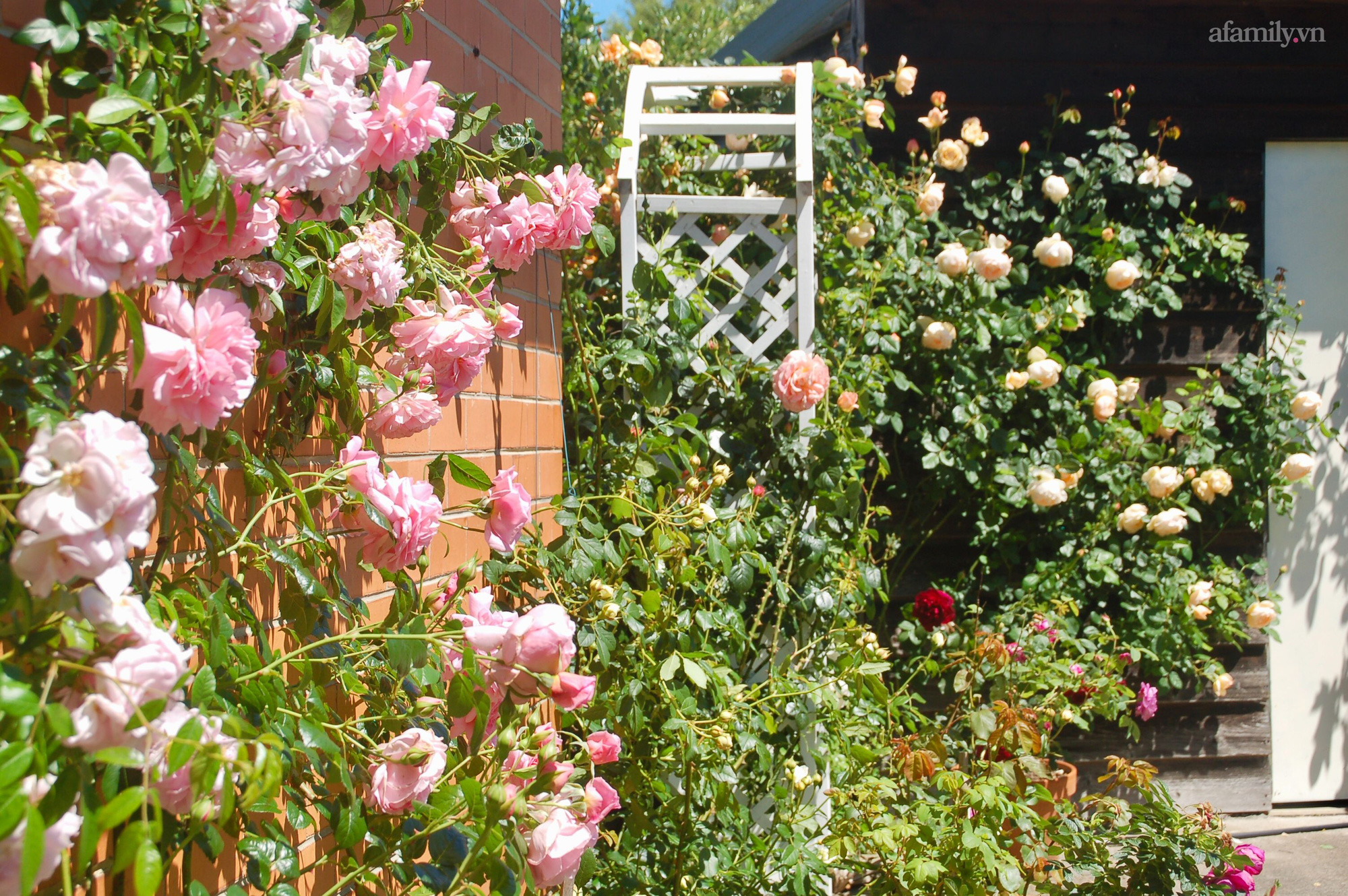 Đầu năm mải mê ngắm khu vườn hoa hồng đẹp &quot;ngất ngây&quot; như tiên cảnh của mẹ Việt ở Úc - Ảnh 2.