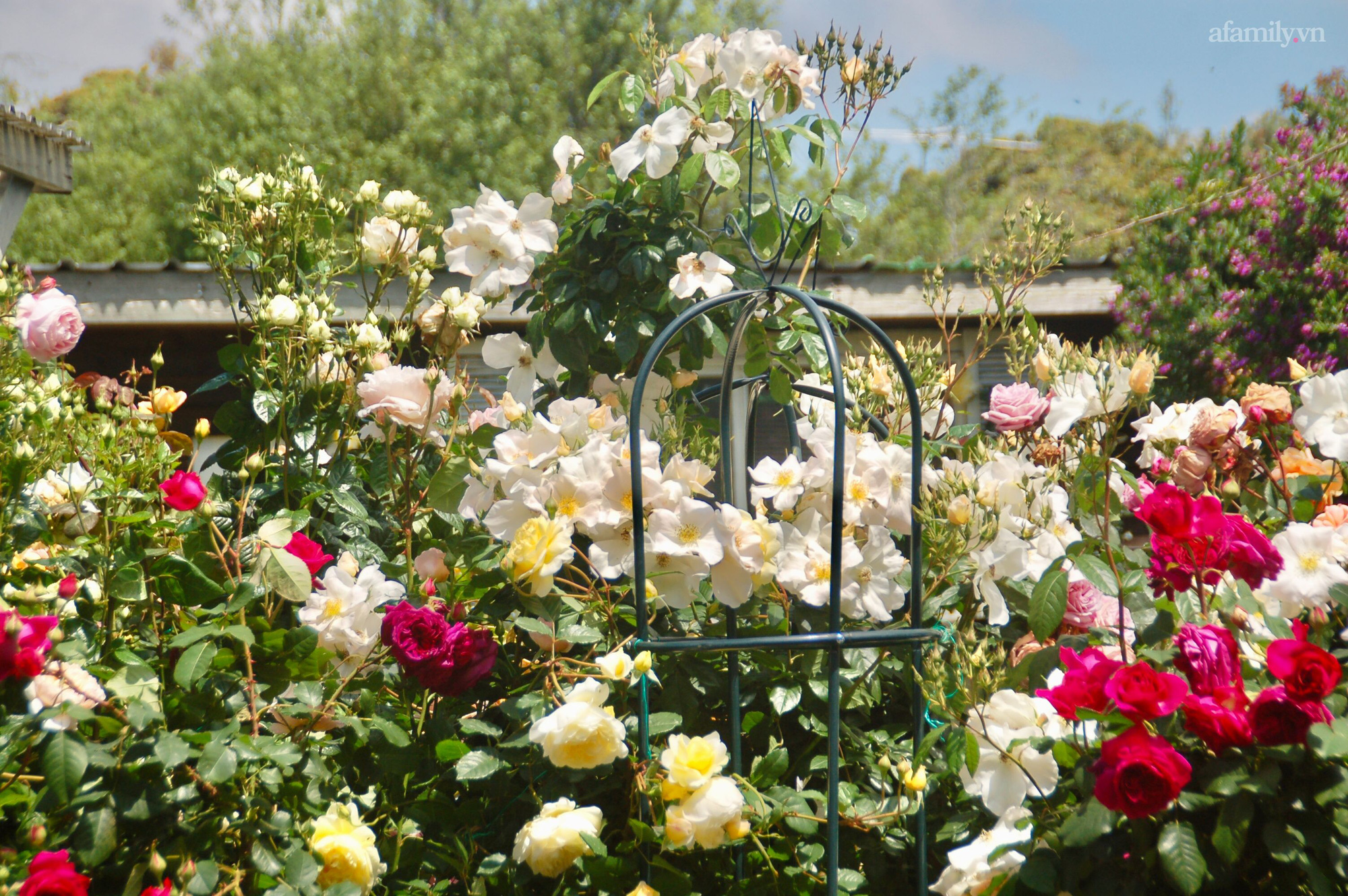 Đầu năm mải mê ngắm khu vườn hoa hồng đẹp &quot;ngất ngây&quot; như tiên cảnh của mẹ Việt ở Úc - Ảnh 8.