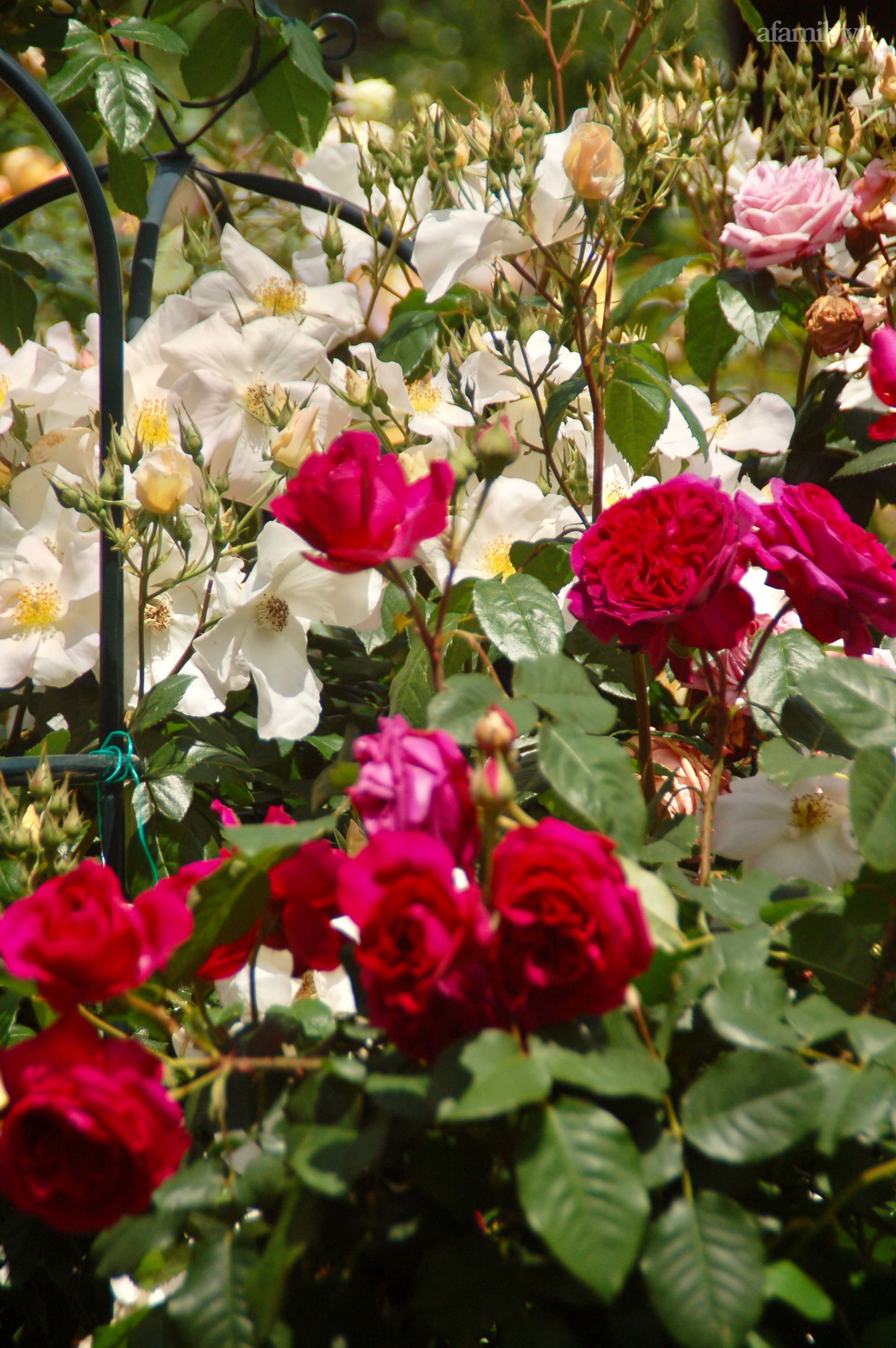 Đầu năm mải mê ngắm khu vườn hoa hồng đẹp &quot;ngất ngây&quot; như tiên cảnh của mẹ Việt ở Úc - Ảnh 21.