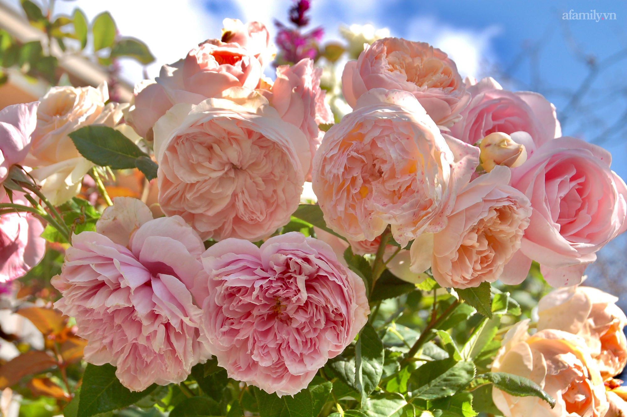 Đầu năm mải mê ngắm khu vườn hoa hồng đẹp &quot;ngất ngây&quot; như tiên cảnh của mẹ Việt ở Úc - Ảnh 14.