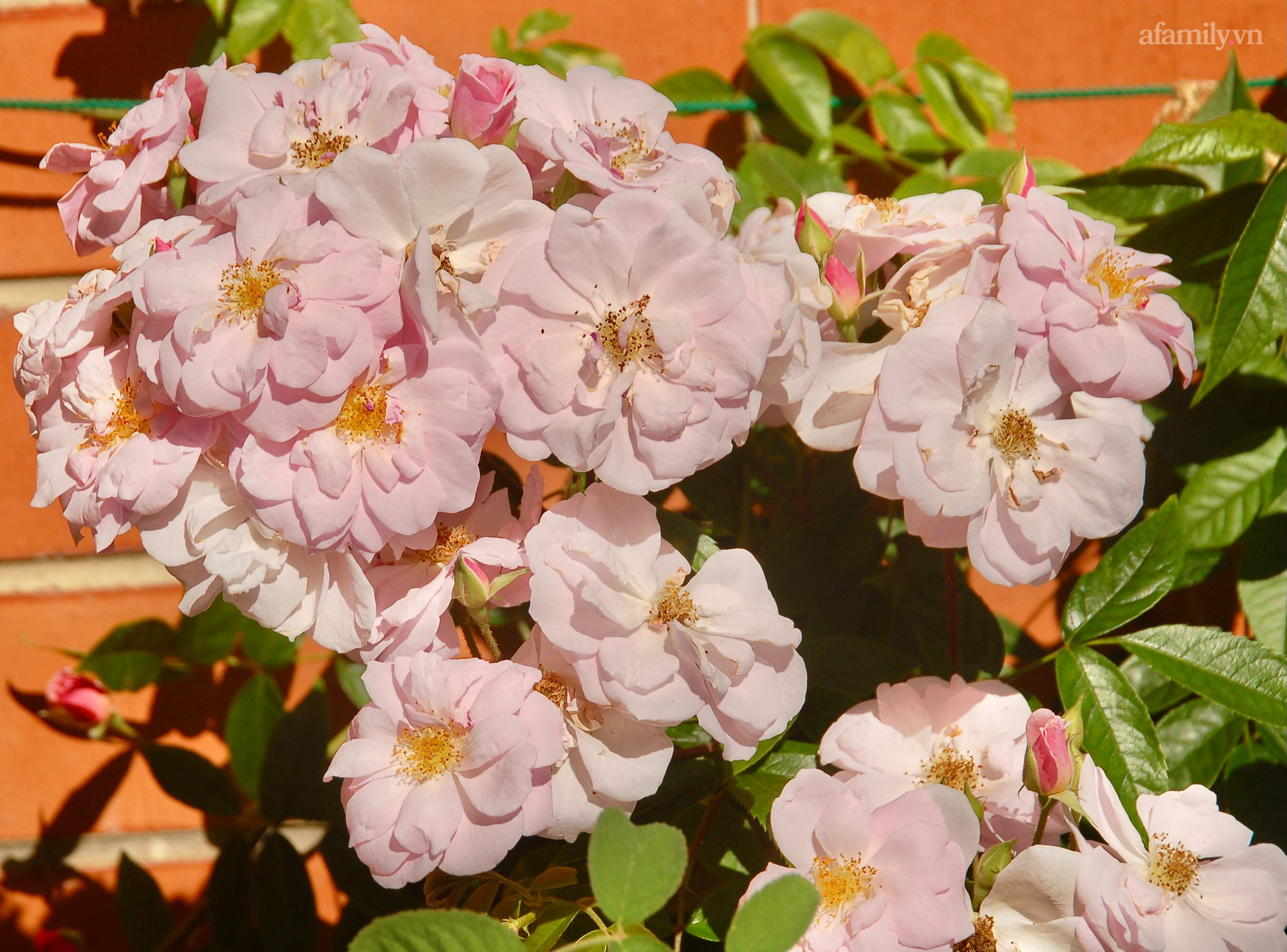 Đầu năm mải mê ngắm khu vườn hoa hồng đẹp &quot;ngất ngây&quot; như tiên cảnh của mẹ Việt ở Úc - Ảnh 11.