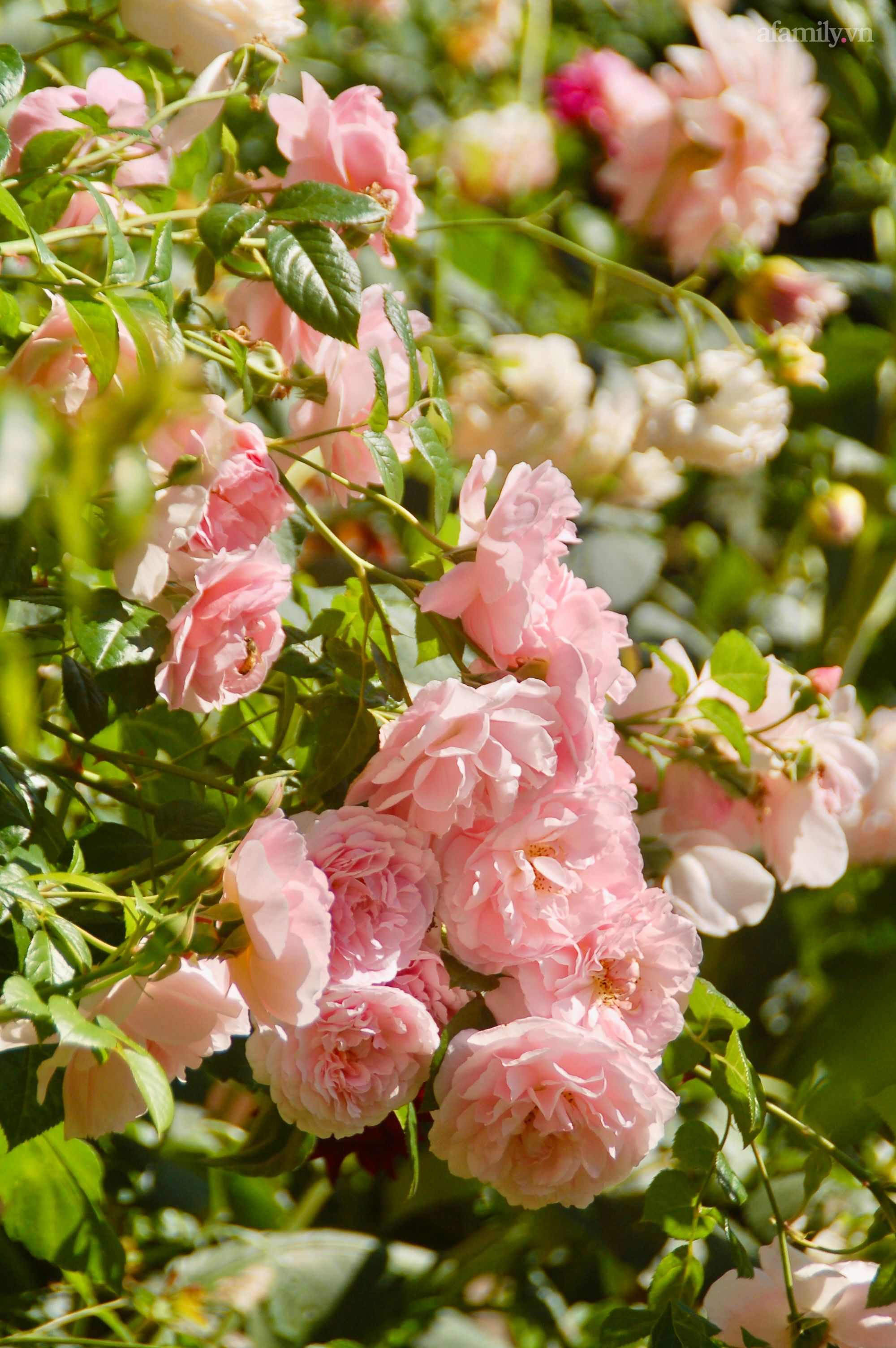 Đầu năm mải mê ngắm khu vườn hoa hồng đẹp &quot;ngất ngây&quot; như tiên cảnh của mẹ Việt ở Úc - Ảnh 18.