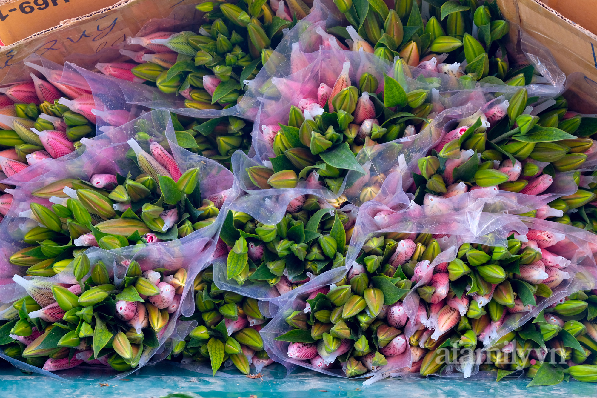29 Tết đi chợ hoa Quảng Bá: Giá hoa tăng 20% so với ngày thường, mua nhanh 5 cành đào đông cắm đẹp nhà mà hết 2,2 triệu - Ảnh 11.