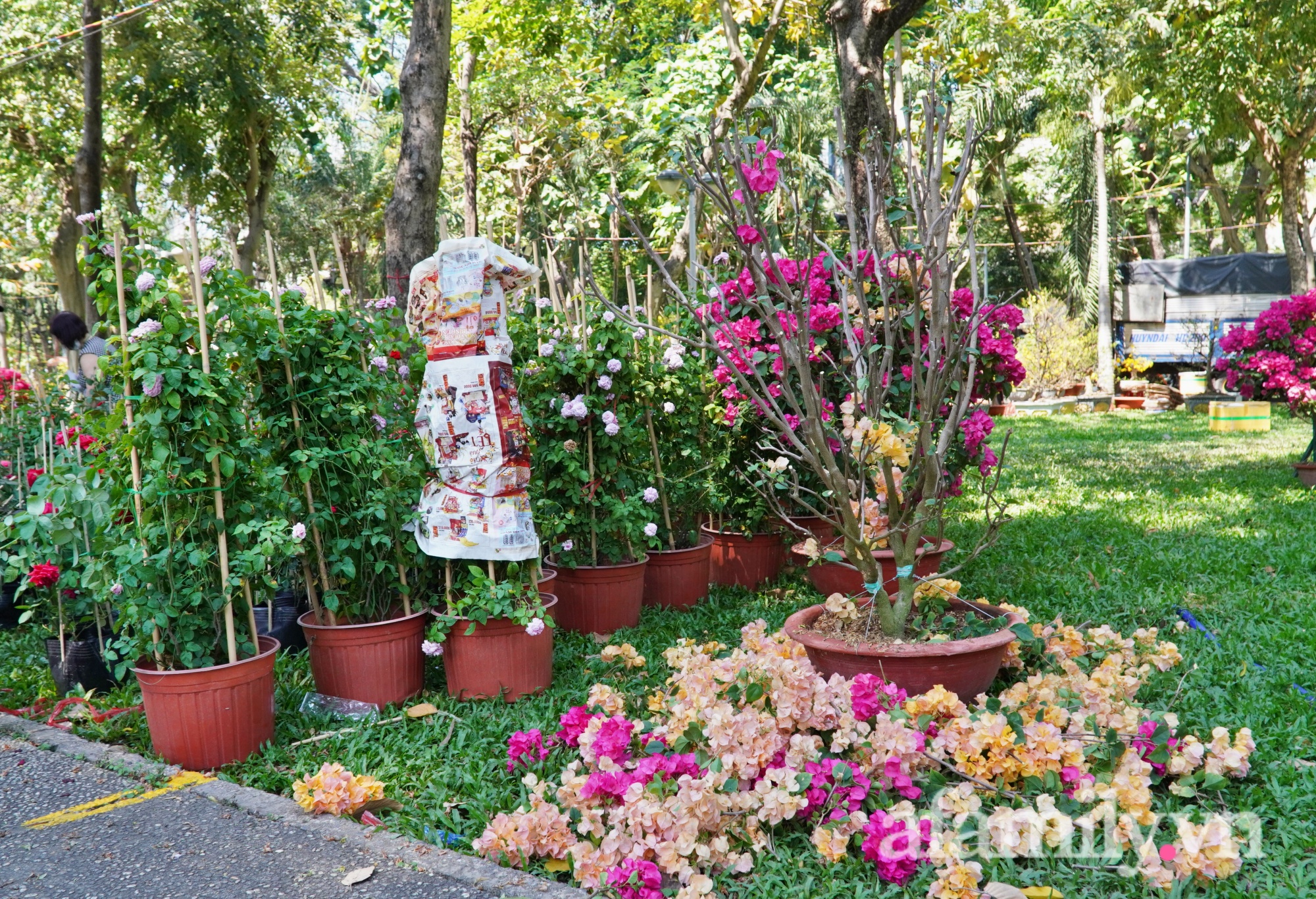 Hoa chiều 29 Tết “chạm đáy” bán như cho, không còn cảnh đập chậu, nhiều bạn trẻ tham gia giải cứu hoa - Ảnh 5.