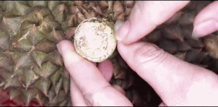 Mẹo chọn sầu riêng ngon - Ảnh 6. Mẹo chọn sầu riêng ngon - Ảnh 6.