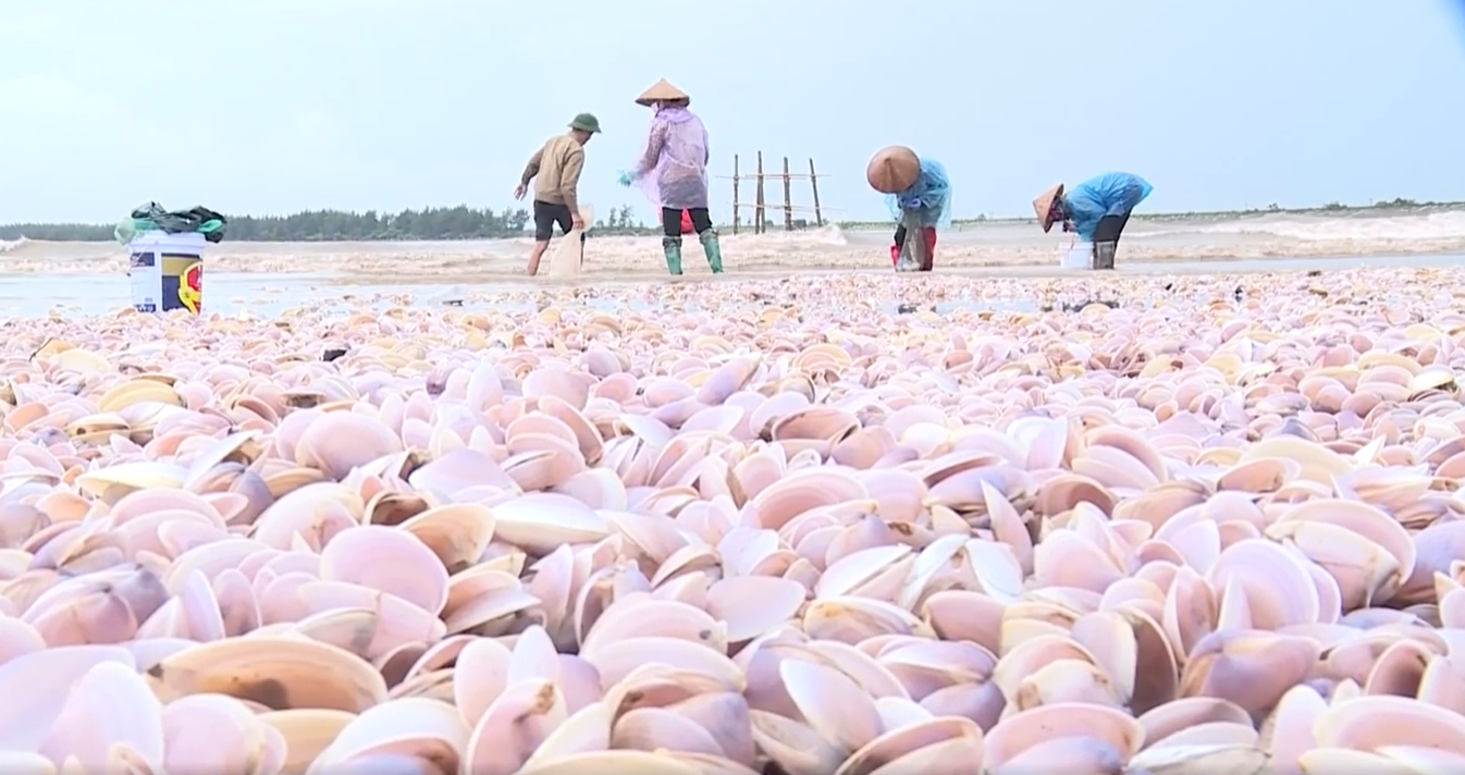 Nam Định khắc phục môi trường sau hàng trăm tấn ngao dạt vào bờ biển - Ảnh 3.