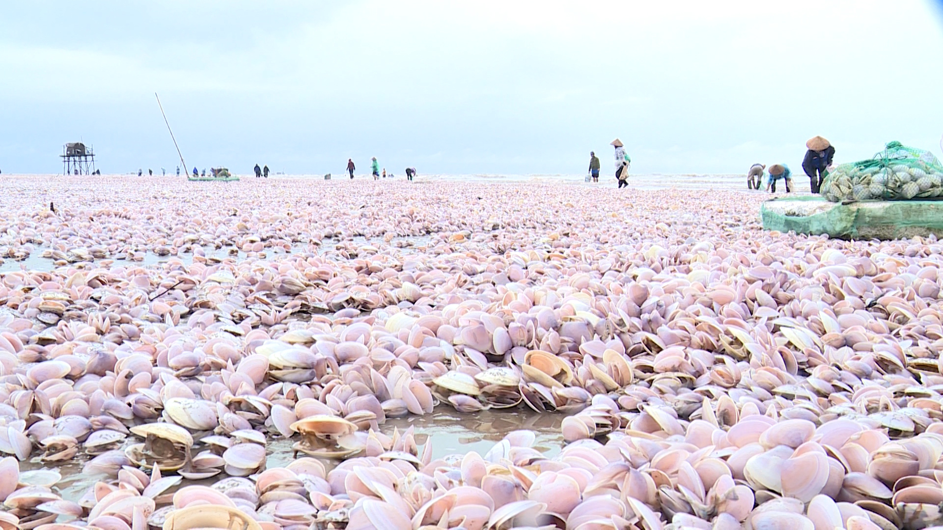 Nam Định khắc phục môi trường sau hàng trăm tấn ngao dạt vào bờ biển - Ảnh 7.