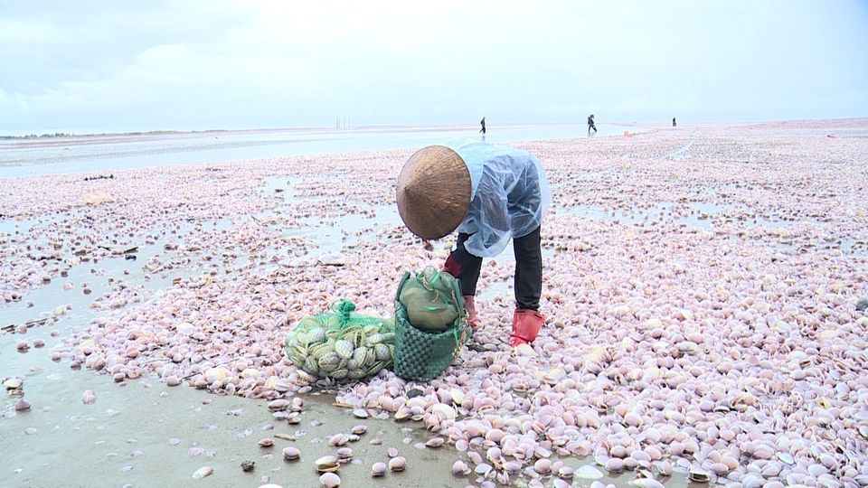 Nam Định khắc phục môi trường sau hàng trăm tấn ngao dạt vào bờ biển - Ảnh 8.